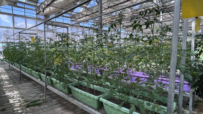 西藏拉萨蔡公堂乡智昭大棚供暖改造项目